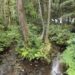 ジオパーク散歩in沢スギ～ここに黒部川が流れていた？－沢スギでたどる水の物語～